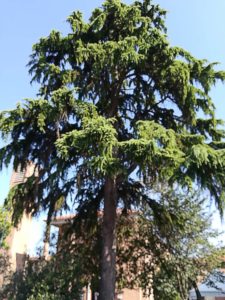 Potatura alberi Ferrara